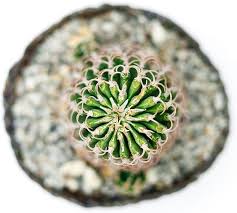 Image result for Euphorbia lissosperma