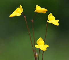 Image result for Utricularia subulata