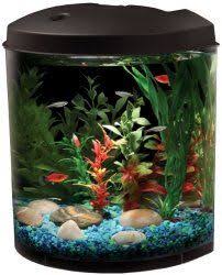 Aquarium Equipment For Your Stunning New Fish Tank Small Fish Tanks Freshwater Aquarium Fish Mini Aquarium