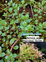 Image result for Rotala mexicana