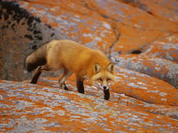 Fox cool wallpapers for phones wallpaper iphone love inspirational phone wallpaper. Fox Animal Hd Wallpapers Red Fox Animal Pictures Cool Wallpapers