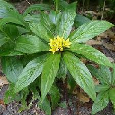 Image result for Lysimachia brevipes
