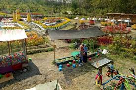 Taman bunga celosia bandungan semarang tiket masuk harga alamat 2020 tempat wisata simo hotel dekat lubuk linggau gedong songo palembang taman bunga celosia bandungan, wisata dengan segudang spot foto instagenic. Cukup Rp5 000 Bisa Foto Sepuasnya Di Taman Bunga Celosia Sangiran Sragen Mau