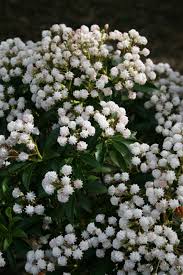 Image result for Commelina latifolia