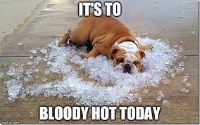 Maybe it's because belting out a naff pop song to a public audience shows that even though you may be a celebrity, you don't. 42 Hot Weather Memes That Ll Help You Cool Down Sayingimages Com