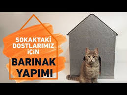 soguk kis gunlerini sokakta gecirmek zorunda olan minik dostlarimiz icin bir seyler yapmaya ne dersiniz kedi ve kopek kulubesi 2021 hayvan hayvan barinaklari sokak