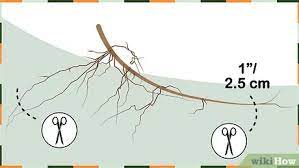 3 Ways To Plant Lily Of The Valley Wikihow