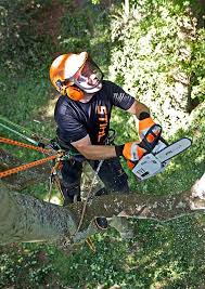 30 results for stihl ms 201 chainsaw. Stihl Chainsaw Ms 201 Tc M Pro Dermot Casey