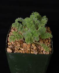 Image result for Pelargonium apetalum