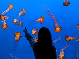 From this vantage point, you can identify a number of the birds and sea mammals that find refuge here. Monterey Bay Aquarium Hotels Casa Munras Garden Hotel