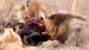 Name mgl031 wanxia red marble lion statues material materials and color can be adjusted as your requirements. Red Road Male Dominates 20 Lions At Buffalo Kill On The Beat In The Mayeleti 114 Youtube