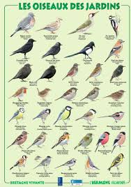 Epingle Par Edouard Normand Sur Oiseaux Oiseaux Des Jardins Oiseaux Du Ciel Oiseaux