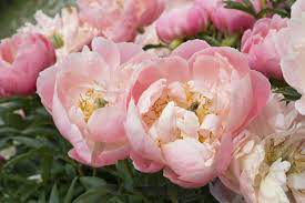 • there are many different types of peonies, approximately 30 species in total, with over 3,000 varieties. 15 Beautiful Varieties Of Peony