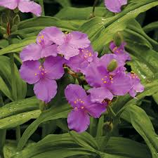 Image result for Tradescantia