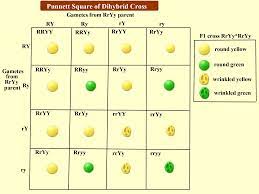 Use the gametes from #3 and #4 to set up a punnett square below. Dihybrid Cross Phenotype Ratio Page 1 Line 17qq Com