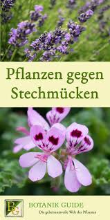 Pflanzen Gegen Stechmucken Pflanzen Stechmucken Pflanzen Gegen Wuhlmause