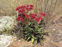 Image result for Crassula alba