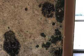 See the health section to check for possible moldrelated health problems. How Long Does It Take For Mold To Grow Bioclean Remediation Llc