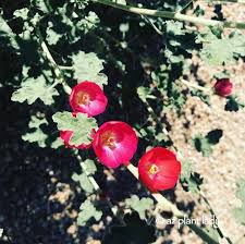 Bell rock sedona, arizona i saw those flowers and really wanted them in the shot but there was a rope fence there.tosca and i in addition, this perennial is very cold hardy and garden tested, surviving below zero winter temperatures. Red Globe Mallow Sphaeralcea Ambigua Drought Tolerant And Beautiful Desertgarden Growing Winter Vegetables White Flowering Plants Yellow Flowering Plants