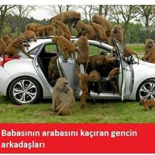 Harika Capsler Harikacapsler Instagram Fotograflari Ve Videolari Baboon Animals Funny Animals