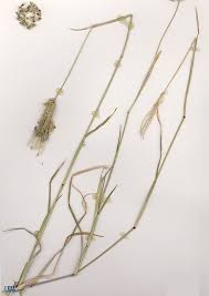 Image result for Chloris virgata