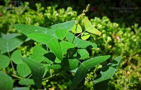Kongsi ke twitter kongsi ke facebook kongsi ke pinterest. Benarkah Teh Daun Rerama Hijau Merawat Kanser Binmuhammad