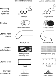 Reproductive Anatomy And Life Cycle Of The Male And Female