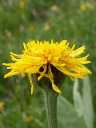 Image result for Crepis