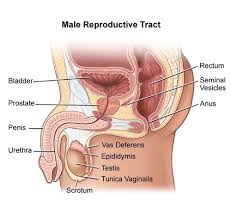It's hard to tell the cause from your symptoms alone, so go. Chapter 25 Male Genitourinary System Flashcards Quizlet