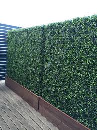Check spelling or type a new query. Large Portable Mixed Boxwood Hedge 1 5m By 1 5m Uv Resistant