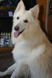 2 white (1 boy & 1 girl), 1 black boy and 1 grey blue boy. White Long Haired German Shepherd For Stud Liverpool Merseyside Pets4homes