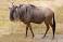 Image of How fast is a wildebeest?