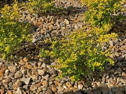 Jump to navigation jump to search. Plants For Dallas Your Source For The Best Landscape Plant Information For The Dallas Ft Worth Metroplex Sunshine Ligustrum