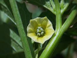 Image result for Physalis angulata