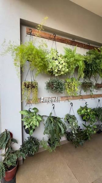 3 plantas bíblicas que você pode ter em casa! Qual dessas você escolheria?  💚