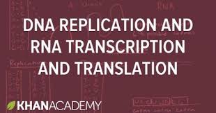 Dna Replication And Rna Transcription And Translation Khan Academy Transcription And Translation Dna Replication Dna