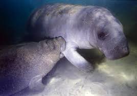 I strongly believe manatees are one of god's lsd creations. Manatee Baby Nurses On Mom Picture Of Bird S Underwater Crystal River Tripadvisor