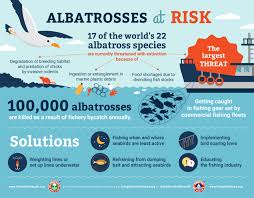 ● take unwanted fishing line home and cut it into pieces before putting in the bin. Save The Albatros Marine Conservation Projects And Awareness