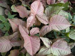 Syng Pink Plants Foliage Plants Variegated Plants