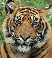 Auf seinem körper befinden sich schwarze streifen tiger malvorlagen perfect gratis tiger ausmalbilder für kinder bilder drucken ausmalen 2020603 zum ausdrucken ausmalbilder tiger kostenlos bilder. 500 Besten Tiger Fotos 100 Kostenloser Download Pexels Stock Fotos