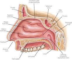 Nasal cavity carcinomas spread to adjacent sinuses depending on the location of origin: Olfactory Model Labeled Google Search Nasal Cavity Paranasal Sinuses Nose Diagram