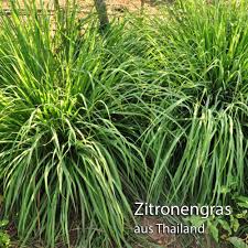 Oct 06, 2017 · the method heat oven to 200f. Tea Lemon Grass Originally From Thailand 100 G