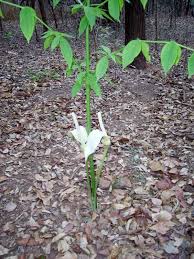 Image result for Gonatopus