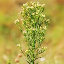 Image result for Lepidium bonariense