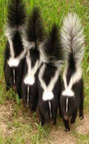 Skunks With Images Baby Skunks Skunk Smell Skunk Repellent