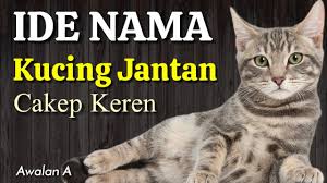 Keren Ide Nama Kucing Yang Bagus Dalam Islam Nama Anak Kucing Jantan Lucu Bahasa Arab Awalan A Youtube