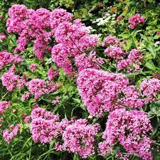 Valerian Flower Essence Being In The Here Now Flower Essence Blog Valerian Flower Flower Essences Flowers
