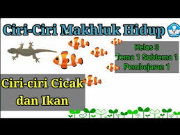 Perkembangbiakan diperlukan agar spesies suatu makhluk hidup tetap lestari jauh dari kepunahan. Ciri Ciri Makhluk Hidup Yang Dimiliki Cicak Dan Ikan Kelas 3 Tema 1 Subtema 1 Pb 1 Youtube