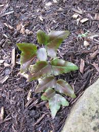 Image result for Pellaea boivinii