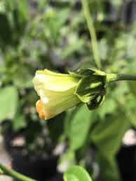 Image result for Pavonia